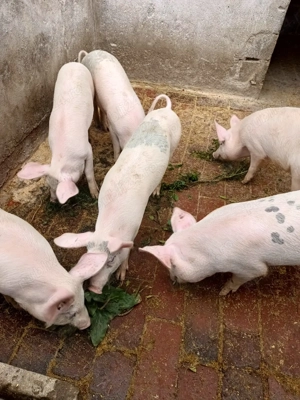 3 porci grasuni marele alb cu landrace danez - imagine 3