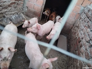 purcei de vanzare - imagine 2