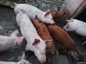 purcei de vanzare - imagine 3