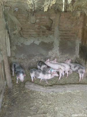 De vânzare purcei  - imagine 2 De vânzare purcei  - imagine 2