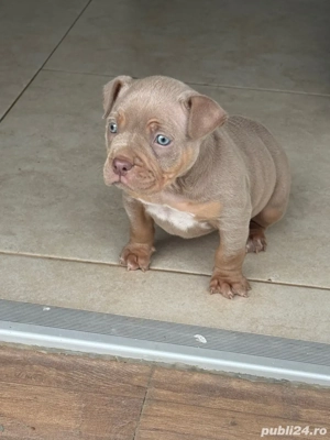 Amercan bully Pocket  - imagine 3