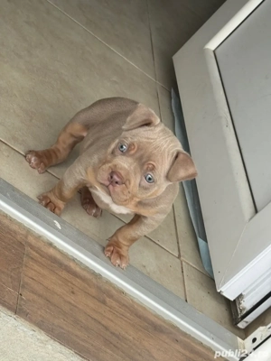 Amercan bully Pocket  - imagine 5