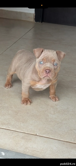 Amercan bully Pocket  - imagine 2