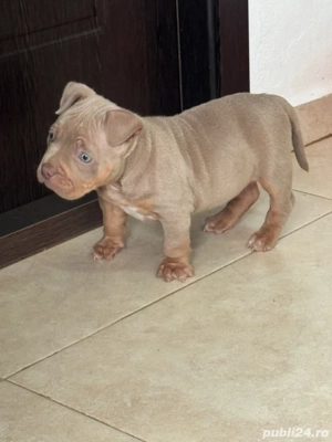 Amercan bully Pocket