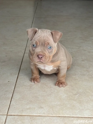 Amercan bully Pocket  - imagine 4