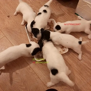 Jack Russell terrier tricolori si bicolori