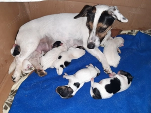 Jack Russell terrier tricolori si bicolori - imagine 3