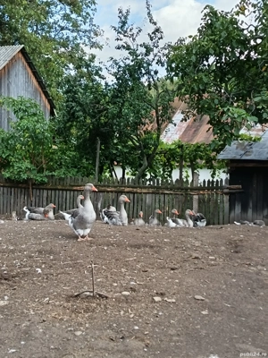 Vând gâște Toulouse. 