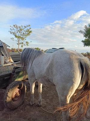 Cal (iapă )de vânzare 12 ani  - imagine 2