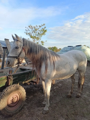 Cal (iapă )de vânzare 12 ani  - imagine 3
