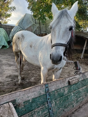 Cal (iapă )de vânzare 12 ani  - imagine 4