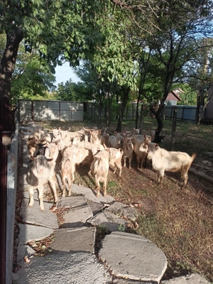 Capre și țapi de vânzare  - imagine 4 Capre și țapi de vânzare  - imagine 4