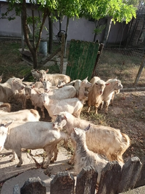 Capre și țapi de vânzare  - imagine 5 Capre și țapi de vânzare  - imagine 5