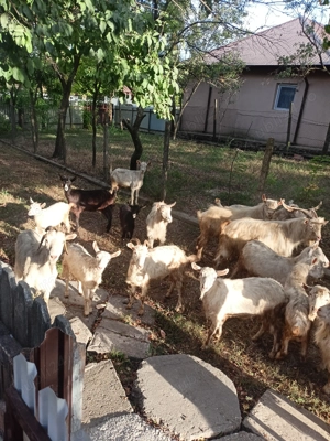 Capre și țapi de vânzare  - imagine 3 Capre și țapi de vânzare  - imagine 3