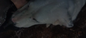 Vând caine alabai  în vârstă de 10 luni  - imagine 2 Vând caine alabai  în vârstă de 10 luni  - imagine 2