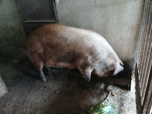 Vand purcea de carne 350 kg