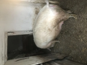 scroafa pentru sacrificat 