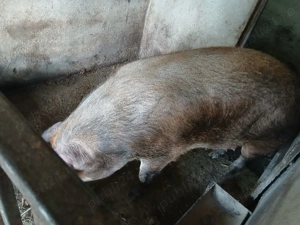 Vand purcea de carne 350 kg - imagine 2