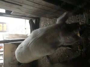 scroafa pentru sacrificat  - imagine 2