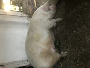 scroafa pentru sacrificat  - imagine 3