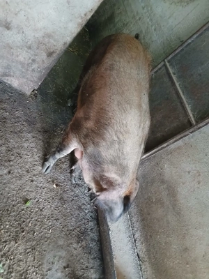 Vand purcea de carne 350 kg - imagine 5