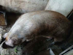 Vand purcea de carne 350 kg - imagine 4