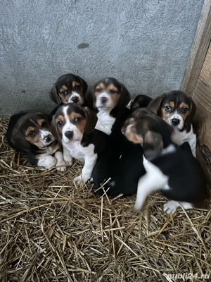 Catei Beagle Tricolor - imagine 2