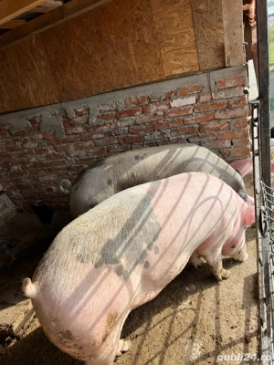 vand porci de casa - imagine 2