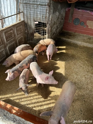 vand purcei - imagine 3