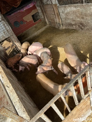 vand purcei - imagine 2