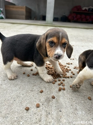 Catei Beagle Tricolor - imagine 3