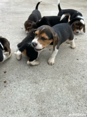 Catei Beagle Tricolor - imagine 4