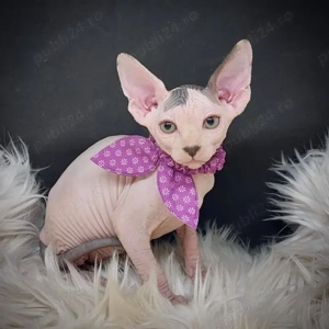 Pui de sfinx diverse culori - imagine 2