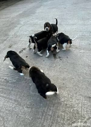 Catei Beagle Tricolor - imagine 5