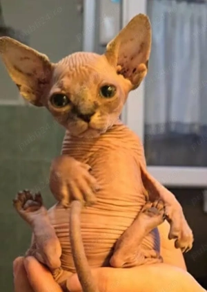 Pui de sfinx diverse culori