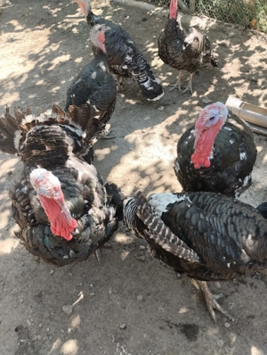 Curci Curcani 12 14 kg - imagine 8