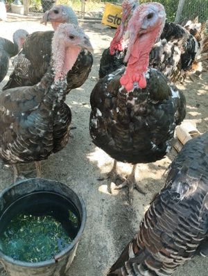 Curci Curcani 12 14 kg - imagine 6