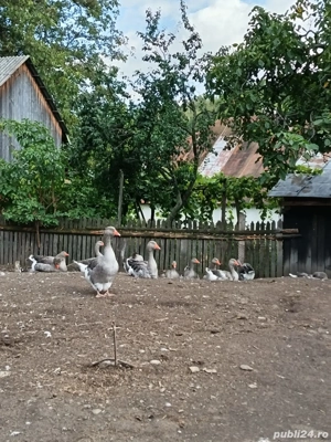 Vând gâște Toulouse.