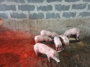 Purcei de vânzare  - imagine 2