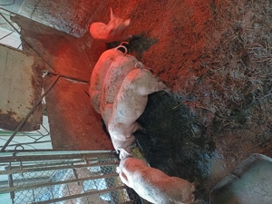 Purcei de vânzare  - imagine 4