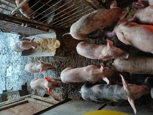 Purcei de vânzare  - imagine 3