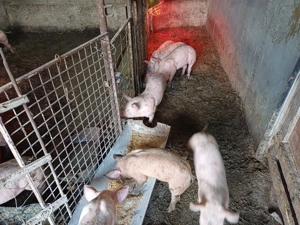 Purcei de vânzare  - imagine 5