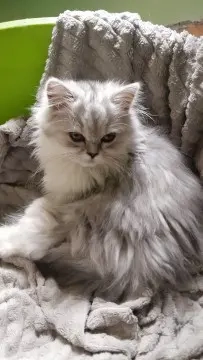 Pui de persana diverse culori - imagine 2