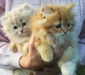 Pui de persana diverse culori