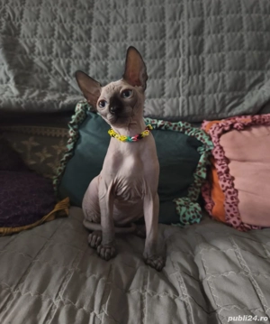 Disponibili doi pisici sfinx  - imagine 3 Disponibili doi pisici sfinx  - imagine 3