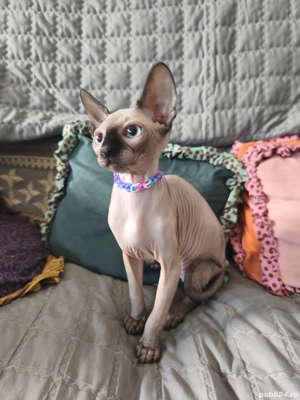 Disponibili doi pisici sfinx  - imagine 4 Disponibili doi pisici sfinx  - imagine 4