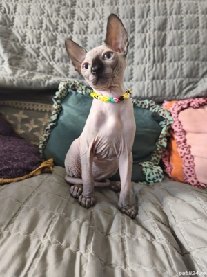 Disponibili doi pisici sfinx  - imagine 5 Disponibili doi pisici sfinx  - imagine 5