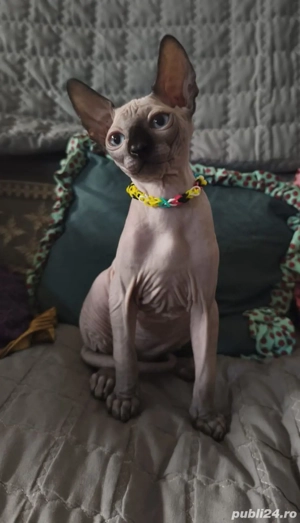 Disponibili doi pisici sfinx  - imagine 2 Disponibili doi pisici sfinx  - imagine 2