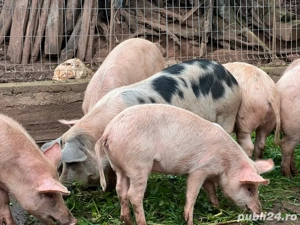 porcii de vanzare  - imagine 5