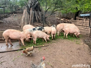 porcii de vanzare  - imagine 3